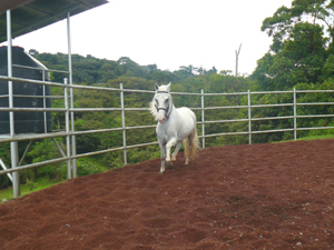 The professional-grade horse-training facilities include this large training ring.