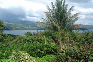 Between the home and the lake is a swath of permanent jungle.