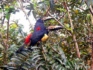 Colorful visitors, a pair of aricaris, big=beaked birds like toucans, which love to visit fruit-filled feeding platforms. 