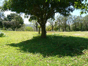 A beautiful fruit tree stands near the house while an orchard occupies the far side of the open lawn.