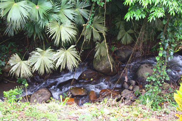 A robust stream runs through the woods behind the home drawing daily a section of varied and gorgeous birdlife.