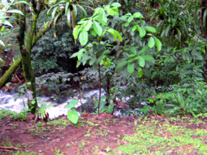 This stream, the very strong Rio Guadalajara, passes the back yard of the house.