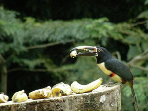 A colorful aricari, big-beaked like a toucan, visits it banana-laden feeder. 