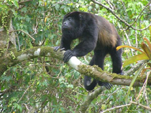 A howler monkey looks over the compound from the neighboring forest.