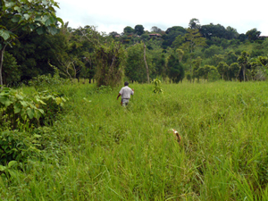 The dogs follow the path through the tall grass made by the caretaker on a tramp to the far end of the property.