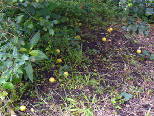 Trees are so productive that fruit litters the ground in season. 