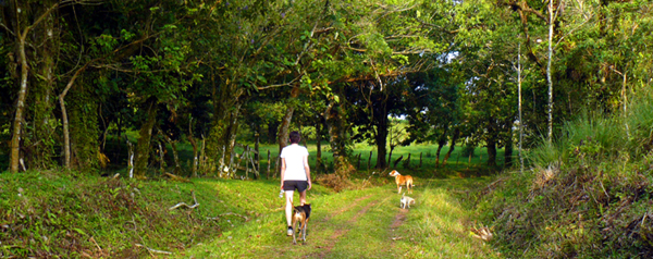 A 6:00 am hike with the dogs on the attractive little-used lane on the hilltop above Chimurria. 