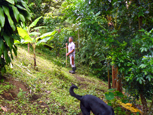 The property's caretaker tends some fruit trees on the slope below the house.