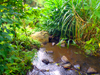 This fertile small finca has a year-round stream.