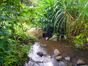 A view of the shaded stream near the bottom of the property.