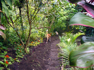 One of the caretaker's hillside paths leads to the gardens and far end of the property.