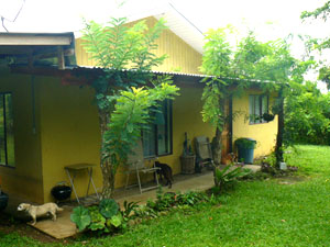 Columns stuck in the ground to support the narrow veranda outside the new apartment soon sprouted leafy branches. 