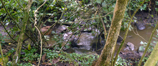 The year-round stream enters the property just below the hillside orchard and winds the length of the property. 