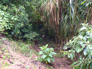 A trail leads to the end of the finca through natural flora that have reclaimed the disused pasture.