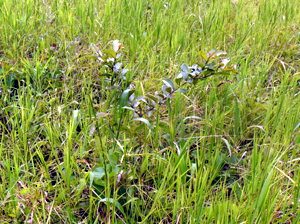 With grazing no longer allowed, native trees and bushes are pushing their way up through the long grass in the former pastures.