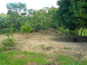 The back yard has several fruit and palm trees. 