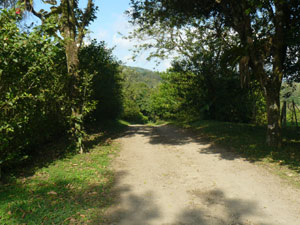 The single-track lane that leads to the three homes.