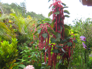 Besides the many fruit trees, there are exotic flowering bushes.