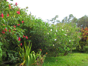 The half-acre is practically filled with tropical plants and trees.