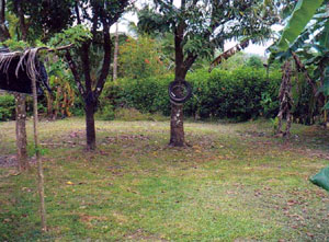 The lot is roomy and has several shade and fruit trees.