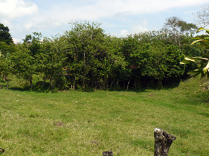 The property begins with a screen of tall trees.