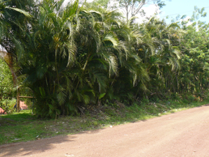 The whole street side of the property is screened by a palm-tree hedge.