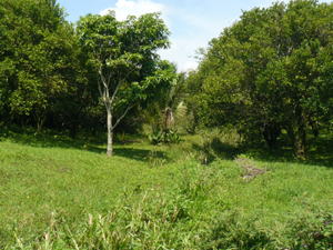 A small stream,bordered by tall grass, runs the length of the property.