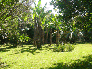 In one of many fruittree settings are these bananas and pineapples.