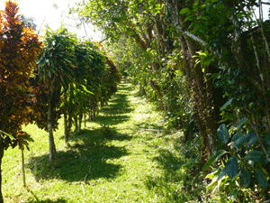 A pretty lane climbs the slight slope on the west side of the property bordering the country club.