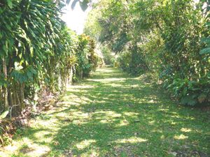 This pretty lane on the east side leads to the main house.