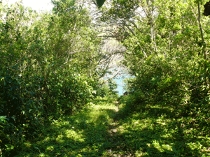 At the foot of the property a path leads through the 50meter forest to San Luis Cove.