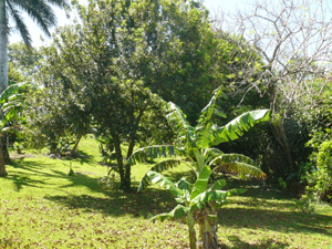 Here is a beautiful and bountiful macademia nut tree.