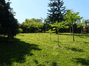 An orchard of young papaya trees is another delight on this fascinating property.