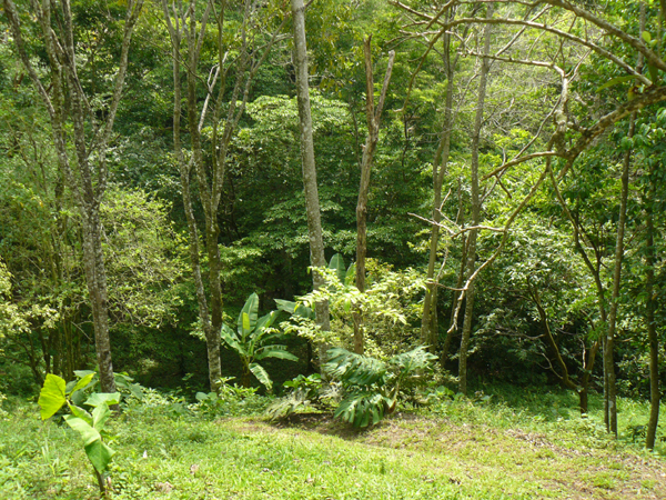 A trails leads to the thick forest containing a year-round stream in the lower half of the property.