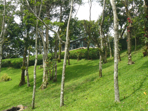 On the lake side of the home below a long hedge, lawns continue with scattered indigenous trees not large enough to block the view of the lake.