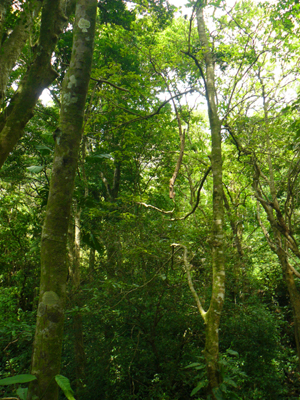 The forest is so thick with a variety of trees and undergrowth that it could be called a jungle.