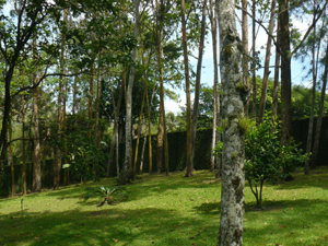 In the first part of the property, the owners have retained tall indigenous trees but removed the underbrush and developed a lawn.