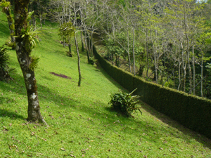 A long wall with metal doors at each end separates the landscaped center of the property from the forest below.