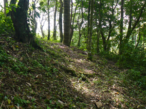 The path leads out of the jungle to the clear at the botoom of the property.