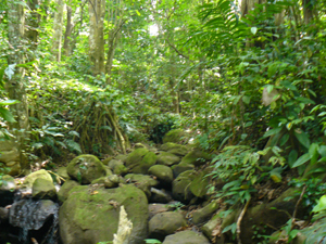 This boulder-filled stream, flowing from two springs as well as from run-off in the rainy months, passes through the middle of the forest. 