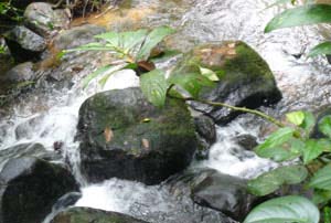 This healthy stream constantly brings fresh water to the swimming pond year-round.