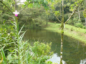 A lane passes a second owner-made pond on its way to one of the plantels.