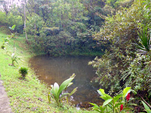 The third owner-made pond is also beside the long, curving concrete driveway.