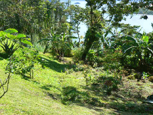 There are forested areas in the community and next to it.