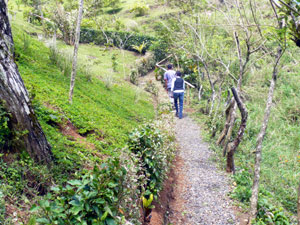 The guide and visitor climb up out of the forest at the other end of the trail. 