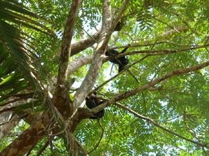 Howler monkeys watch the visitors.