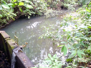 A dam forms a pond at the had of the stream.