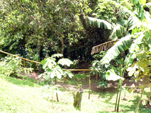 The landscaped slope leads down to the native forest.