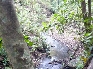 The stream wind through the forest.