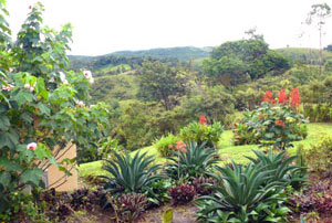 The landscaping has matured on the northwestern side of the house. 